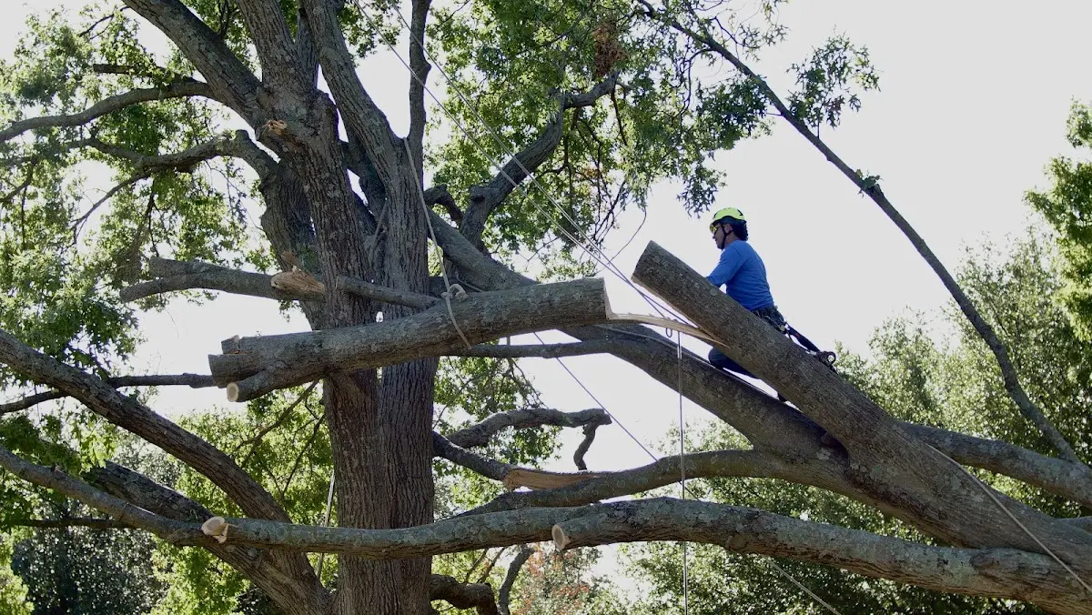 Professional Crown Thinning performed by certified arborists in Haileyville
